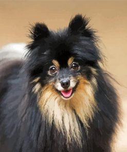 Black Pomeranian Dog Paint By Number