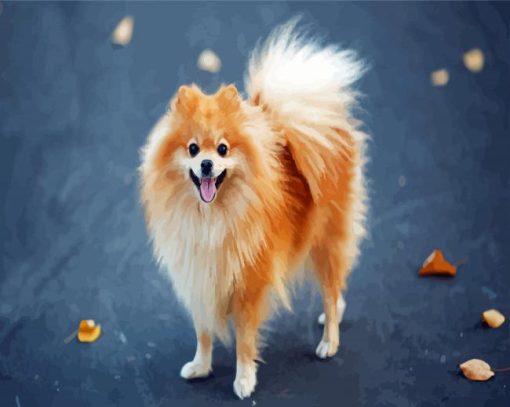 Blonde Pomeranian Dog Paint By Number