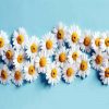 Blooming Chamomile Flowers paint by numbers