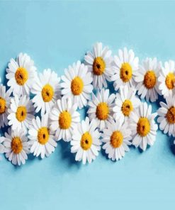 Blooming Chamomile Flowers paint by numbers