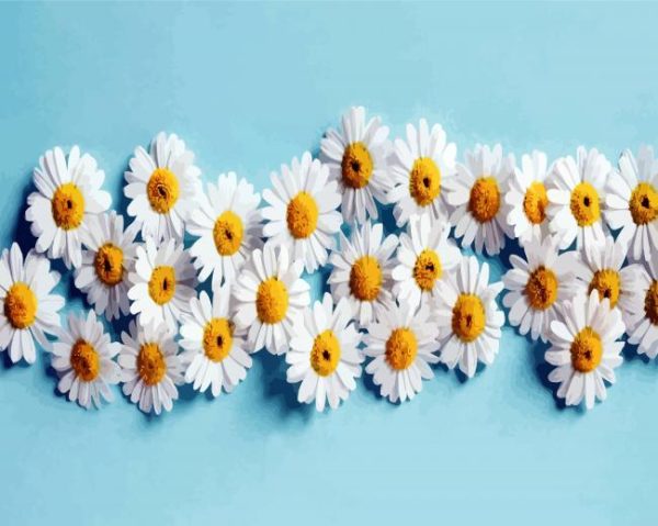 Blooming Chamomile Flowers paint by numbers
