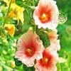 Blooming Hollyhock Flowers Paint By Number