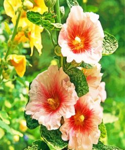 Blooming Hollyhock Flowers Paint By Number