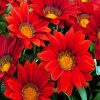 Blooming Red Gazania paint by numbers