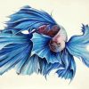 Blue Siamese Fish Paint By Number