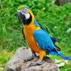 Blue and Gold Macaw paint by numbers