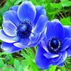 Blue Anemone paint by numbers