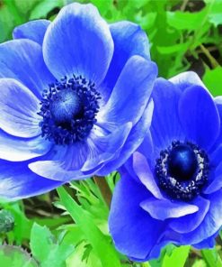 Blue Anemone paint by numbers