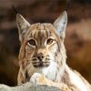 Wild Bobcat Head Paint By Number