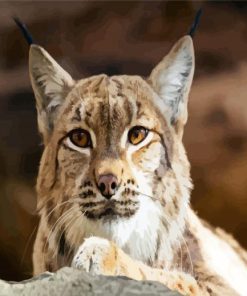 Wild Bobcat Head Paint By Number