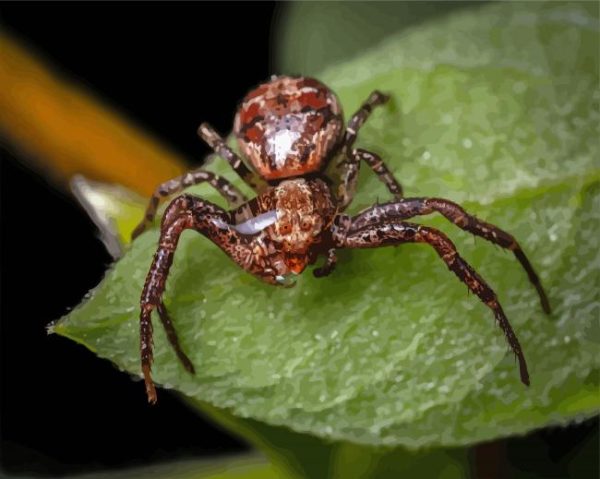 Brown Spider paint by numbers