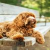 Brown Australian Labradoodle Paint By Number