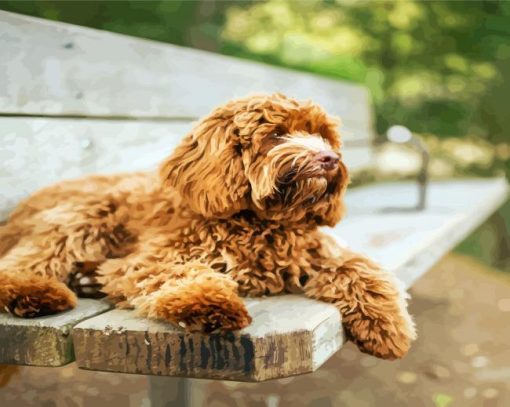 Brown Australian Labradoodle Paint By Number