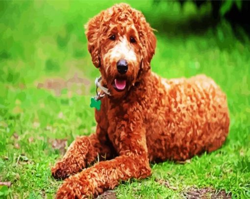 Brown Labradoodle Dog Paint By Number