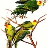 Carolina Parrot By John James Audubon Paint By Number