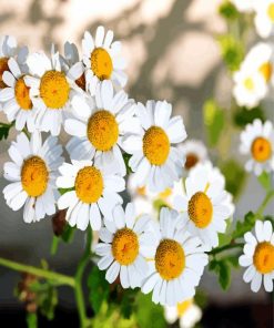 Chamomile Flowers paint by numbers