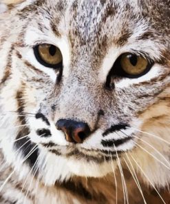 Close Up Bobcat Animal Paint By Number