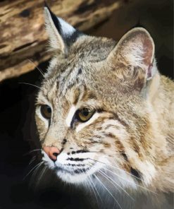 Close Up Bobcat Paint By Number