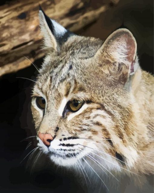 Close Up Bobcat Paint By Number