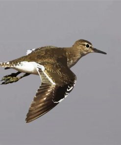 Common Sandpiper Bird paint by numbers