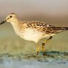 Common Sandpiper paint by numbers