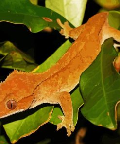 Crested Gecko Lizard Paint By Number