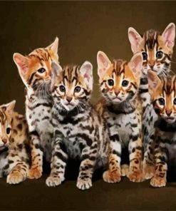 Cute Bengal Kitties paint by numbers