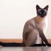 Cute Siamese Cat paint by numbers