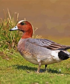 Eurasian Wigeon Male Bird Paint By Number