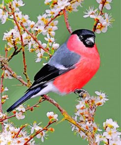 Eurasian Bullfinch and Flowers paint by numbers