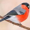 Eurasian Bullfinches Bird paint by numbers