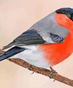 Eurasian Bullfinches Bird paint by numbers