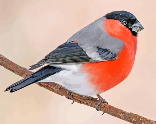 Eurasian Bullfinches Bird paint by numbers