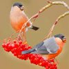 Eurasian Bullfinches Birds paint by numbers