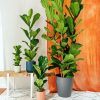 Fiddle Leaf Fig Plant paint by numbers