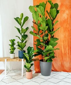 Fiddle Leaf Fig Plant paint by numbers