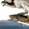 Fish Hawk Or Osprey Paint By Number