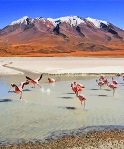 Flamingos in Bolivia paint by numbers