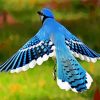 Flying Blue Jay paint by numbers