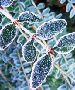 Frots On Leaves Paint By Number