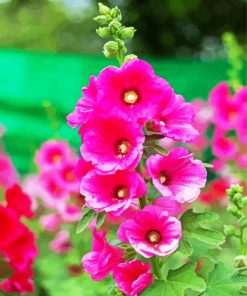 Fuchsia Hollyhocks paint by numbers