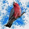 Galah Bird Paint By Number