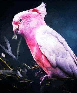 Pink Galah Bird Paint By Number