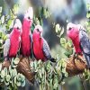 Galah Birds Paint By Number