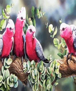 Galah Birds Paint By Number