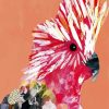 Galah Bird Pop Art Paint By Number