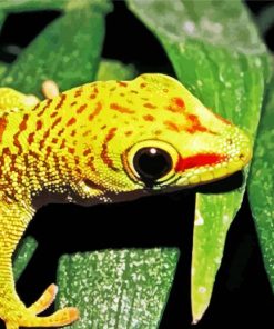 Gecko Reptile Paint By Number