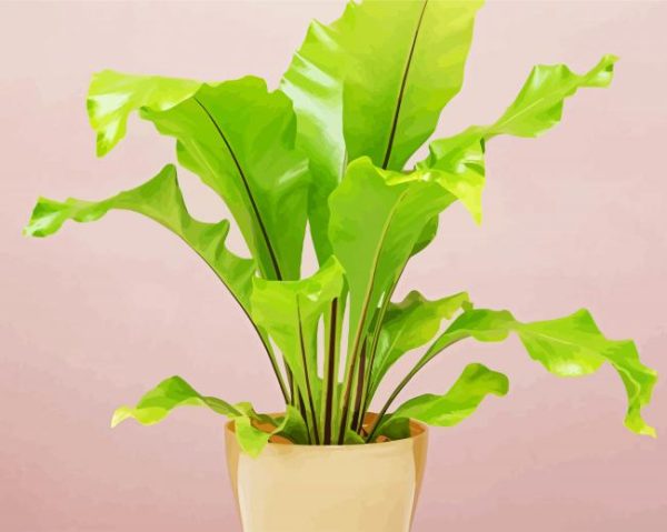 Green Birds Nest Fern paint by numbers