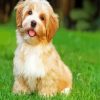 Havanese Dog paint by numbers