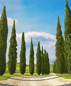 Italian Cypress Trees paint by numbers